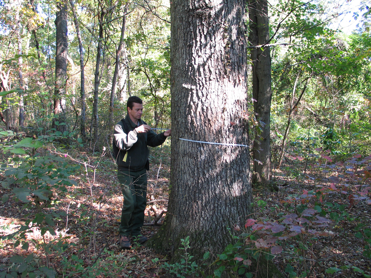 mount-vernon-area-s-big-trees